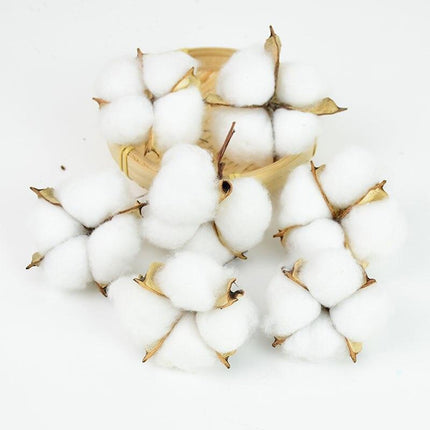 Charming White Cotton Dried Flower Bundle for Weddings and Home Styling