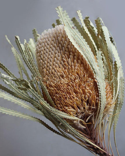 Eternal Banksia Pagoda Floral Arrangement - 30cm Unique Organic Centerpiece for Home and Special Events