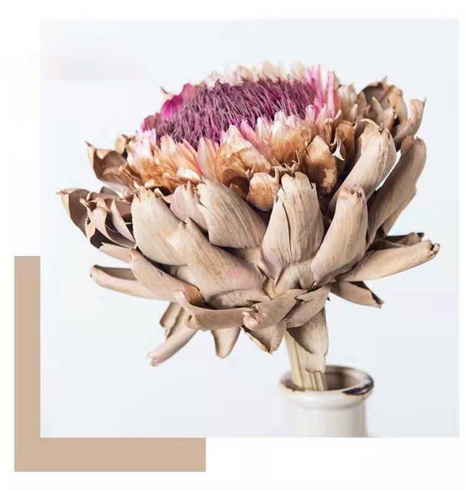 Exotic Botanical Elegance: Premium Protea Cynaroides Dried Flower Bundle for Chic Home Styling