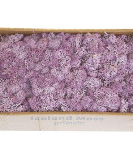 Lush Green Moss Wall Art: Nature's Timeless Beauty