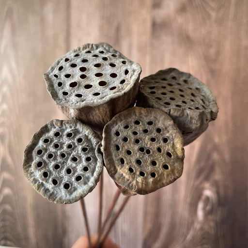 Lotus Seedpod Bouquet with Wire Stems