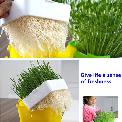 Homegrown Health: Ultimate Sprouting Kit for Fresh, Nutrient-Dense Delights!