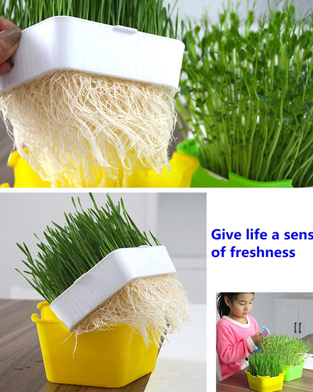 Homegrown Health: Ultimate Sprouting Kit for Fresh, Nutrient-Dense Delights!