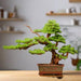 Chinese Style Simulation Visitor Bonsai Plant for Elegant Home and Office Decor