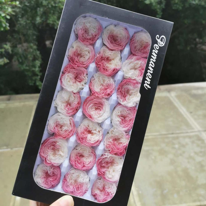 Preserved Grade A Austin Rose Flower Heads Set for Eternal Beauty (21 Mini Roses)