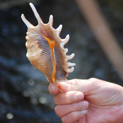 Exquisite Natural Conch Shell: Ocean's Marvel for Discerning Admirers