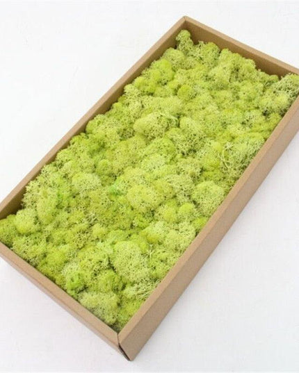 Lush Green Moss Wall Art: Nature's Timeless Beauty