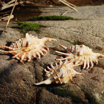 Nautical Elegance: Exquisite Handcrafted Conch Shell for Collectors