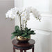 Opulent High-Grade Orchid Set - Sophisticated Floral Home Accent
