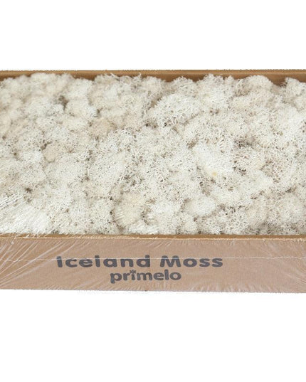 Lush Green Moss Wall Art: Nature's Timeless Beauty