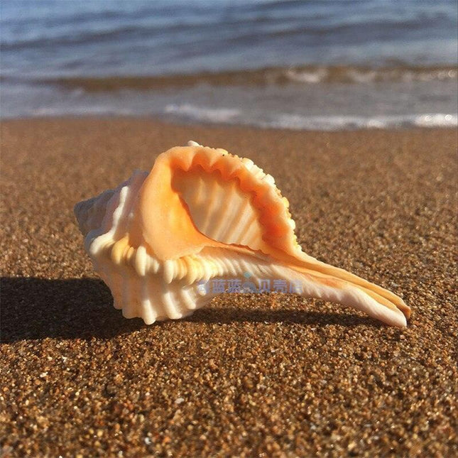 Seaside Serenity: Handcrafted Conch Shell Snail Pipe for Aquarium Aesthetics