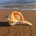 Oceanic Elegance: Handcrafted Natural Conch Shell Snail Pipe for Aquariums