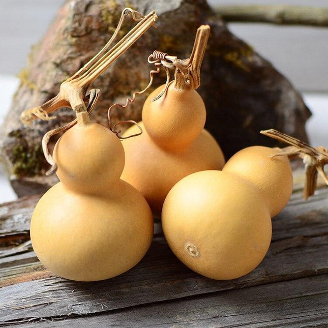 Natural Elegance 10-Piece Dried Gourd and Eternelle Plant Decor Set