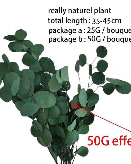 Serene Eucalyptus Essence: A Botanical Wonder for Every Setting