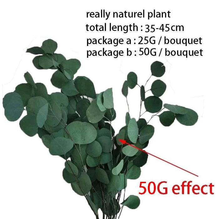 Eternal Eucalyptus Elegance: A Botanical Beauty for Every Space