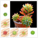 1Pcs Artificial Lotus Landscape Succulent Plant for Home Decor