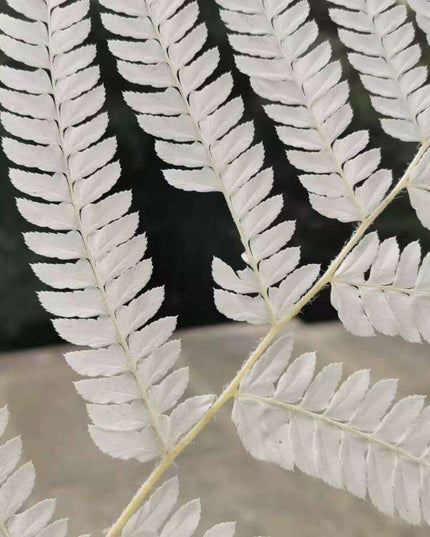 Eternal Green Fiddlehead Ferns Set - 10 Pieces (25x40cm)