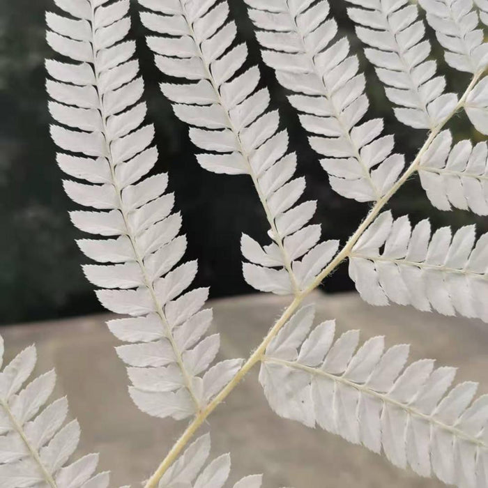 Natural Fresh Preserved Fiddlehead Ferns, Set of 10 (25x40cm)