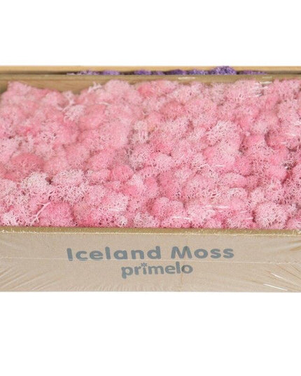 Lush Green Moss Wall Art: Nature's Timeless Beauty