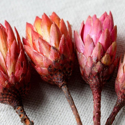 Chic Gold Yellow Gerbera Daisy Stem - Stylish Floral Accent for Special Occasions