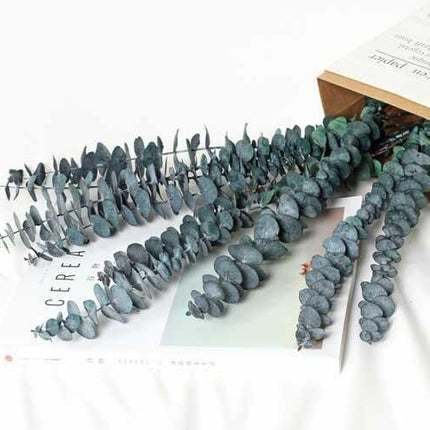 Serene Eucalyptus Essence: A Botanical Wonder for Every Setting