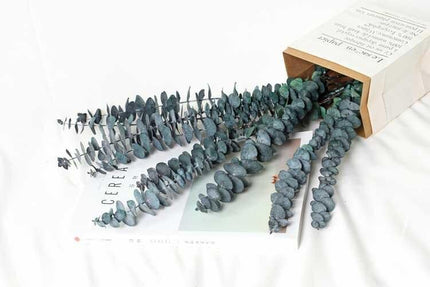 Serene Eucalyptus Essence: A Botanical Wonder for Every Setting