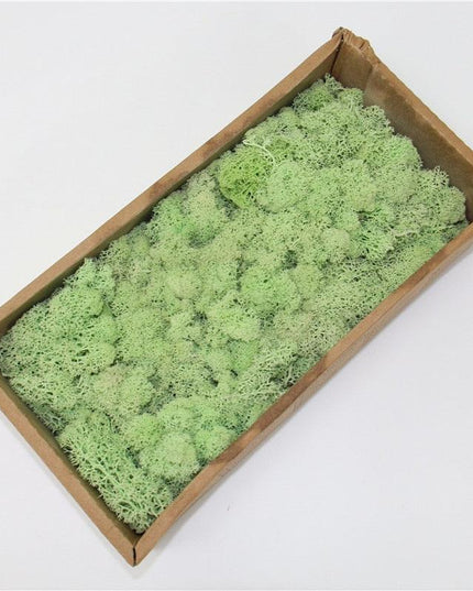 Lush Green Moss Wall Art: Nature's Timeless Beauty