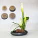 Elevate Your Floral Designs with the Round Ikebana Kenzan Flower Frog