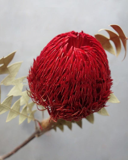 Eternal Banksia Pagoda Floral Arrangement - 30cm Unique Organic Centerpiece for Home and Special Events