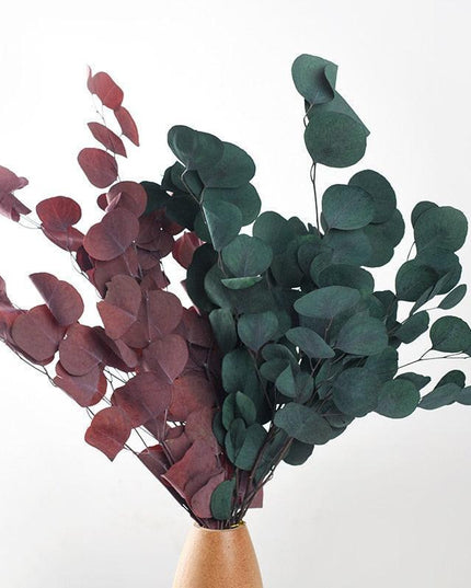 Serene Eucalyptus Essence: A Botanical Wonder for Every Setting