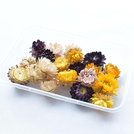 Eternal Floral Inspirations: Preserved Petals for Creative Expressions