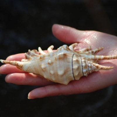 Oceanic Treasure: Handpicked Natural Conch Shell for Sophisticated Collectors