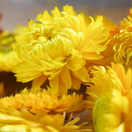 Eternal Floral Inspirations: Preserved Petals for Creative Expressions