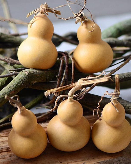 Natural Elegance 10-Piece Dried Gourd and Eternelle Plant Decor Set