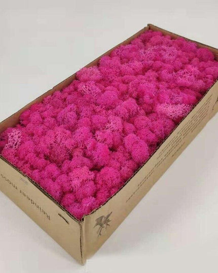 Lush Green Moss Wall Art: Nature's Timeless Beauty