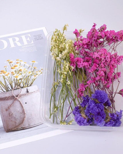 Eternal Floral Inspirations: Preserved Petals for Creative Expressions