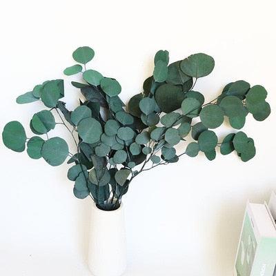 Eternal Eucalyptus Elegance: A Botanical Beauty that Stands the Test of Time
