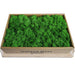 1000g Evergreen Moss Art Piece