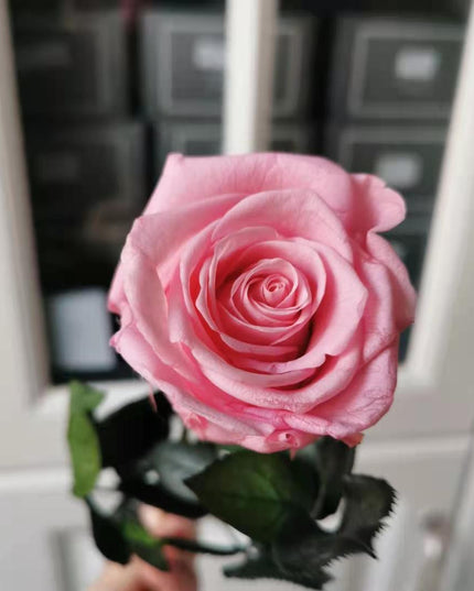 Eternal Elegance Preserved Rose Stem - The Perfect Gift for Weddings, Home Decor & Mother's Day
