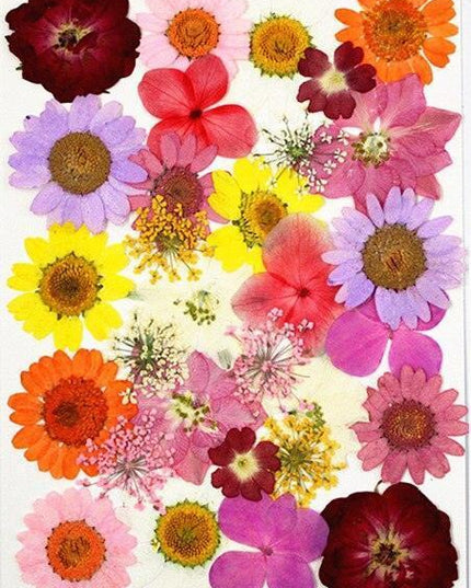 Luxurious Pressed Floral Collection: Aesthetic Inspirations for Creative Projects