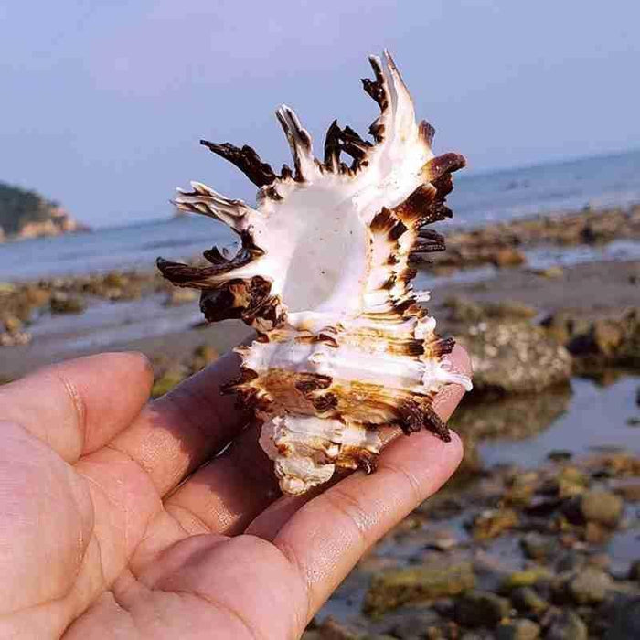 Mediterranean Natural Black Snail Shell Decor with Conch Accent for Micro-Landscapes