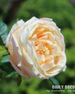 champagne rose