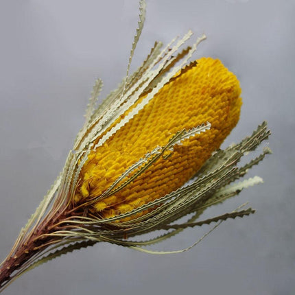 Eternal Banksia Pagoda Floral Arrangement - 30cm Unique Organic Centerpiece for Home and Special Events