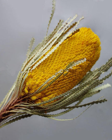 Eternal Banksia Pagoda Floral Arrangement - 30cm Unique Organic Centerpiece for Home and Special Events