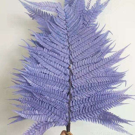 Eternal Green Fiddlehead Ferns Set - 10 Pieces (25x40cm)