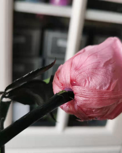 Eternal Elegance Preserved Rose Stem - The Perfect Gift for Weddings, Home Decor & Mother's Day
