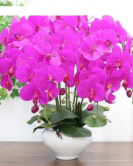 Elegant Phalaenopsis Orchid Arrangement in Pot: Enhance Your Home Decor