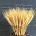 Wholesome Elegance: 25-Piece Wheat Blossom Bundle with Natural Pampas & Bunny Tail Grass