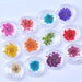 Elegant Floral Nail Art Set - 30 Real Dried Flower Colors