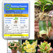 Bonsai Plant Growth Hormone Regulator for Vigorous Roots and Lush Blooms